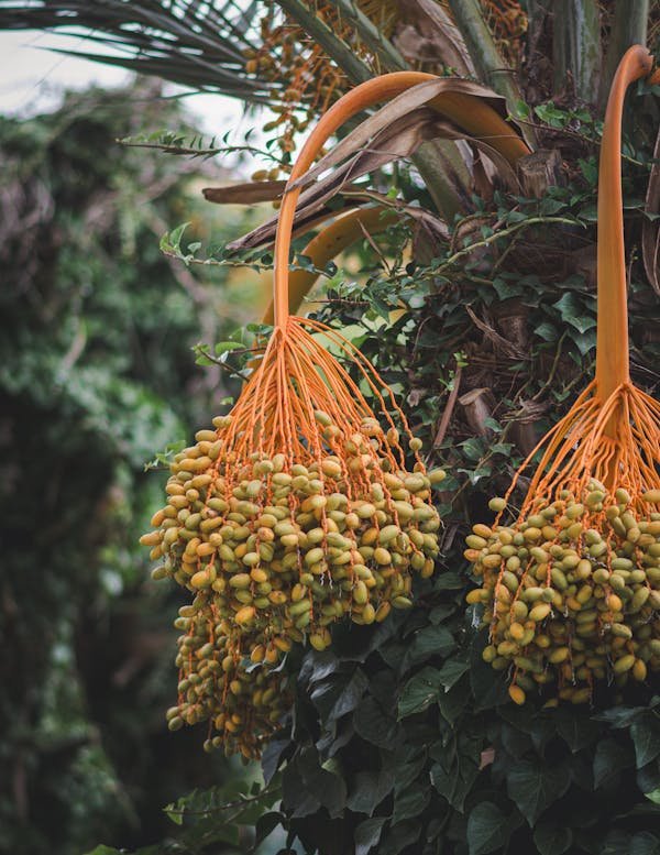 Découvrez les variétés fascinantes des fruits du palmier